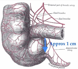 appendix anatomy